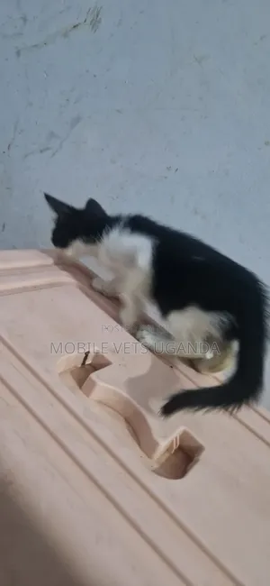 1-3 months Female Purebred Balinese