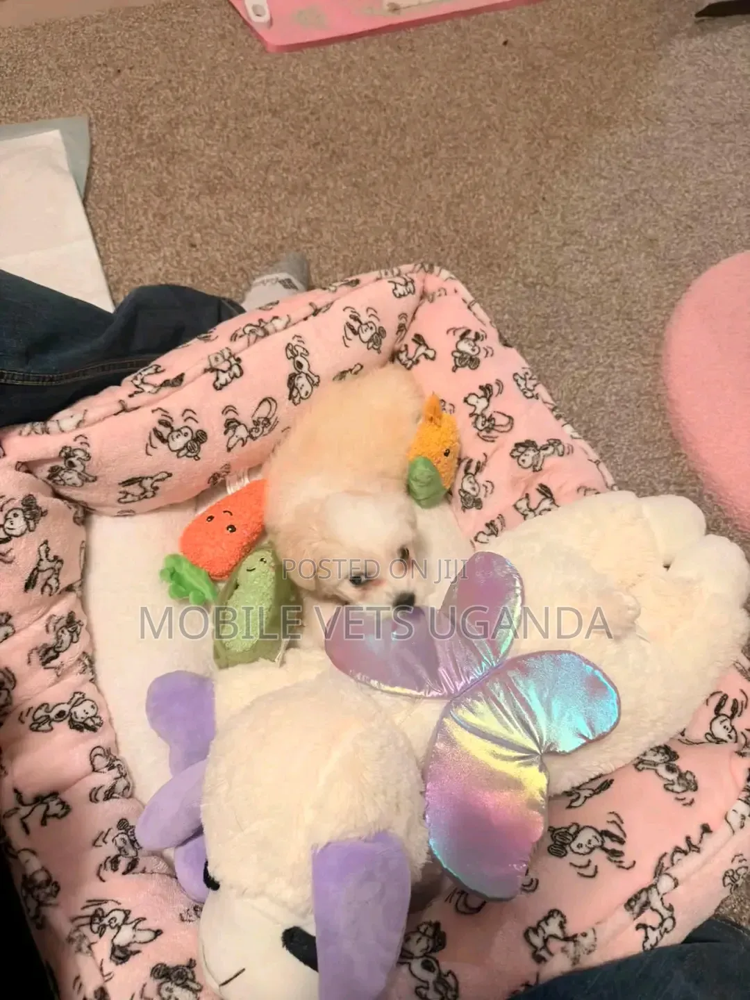1-3 months Male Purebred Maltese