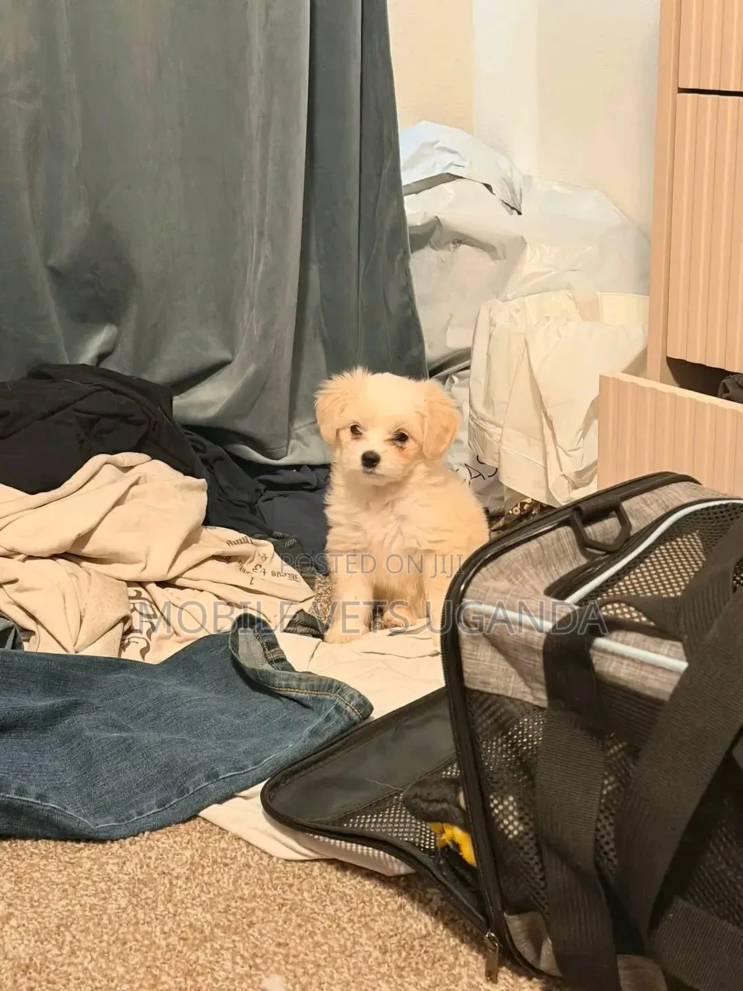 1-3 months Female Purebred Maltese