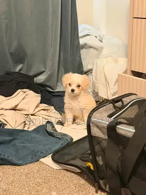1-3 months Female Purebred Maltese