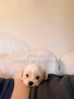 1-3 months Male Purebred Maltese