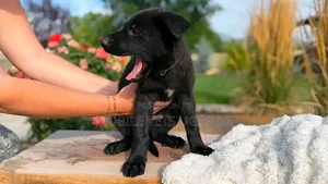 1-3 months Male Purebred German Shepherd