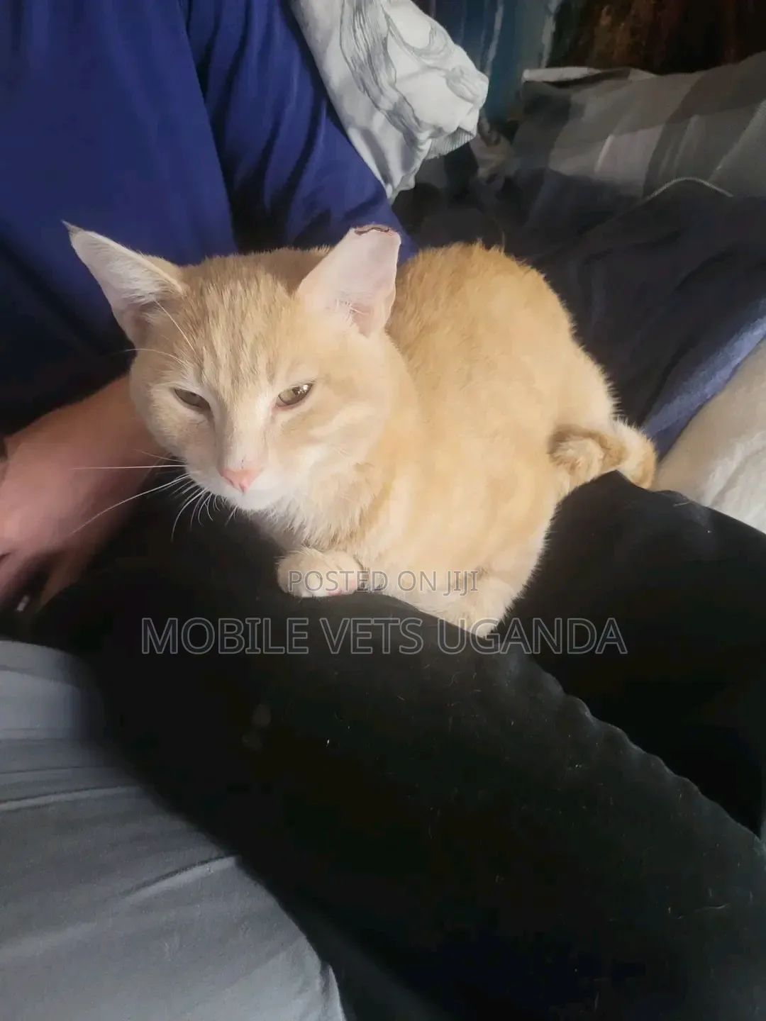 3-6 months Male Purebred American Bobtail