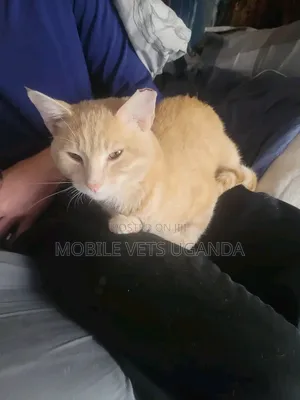 3-6 months Male Purebred American Bobtail