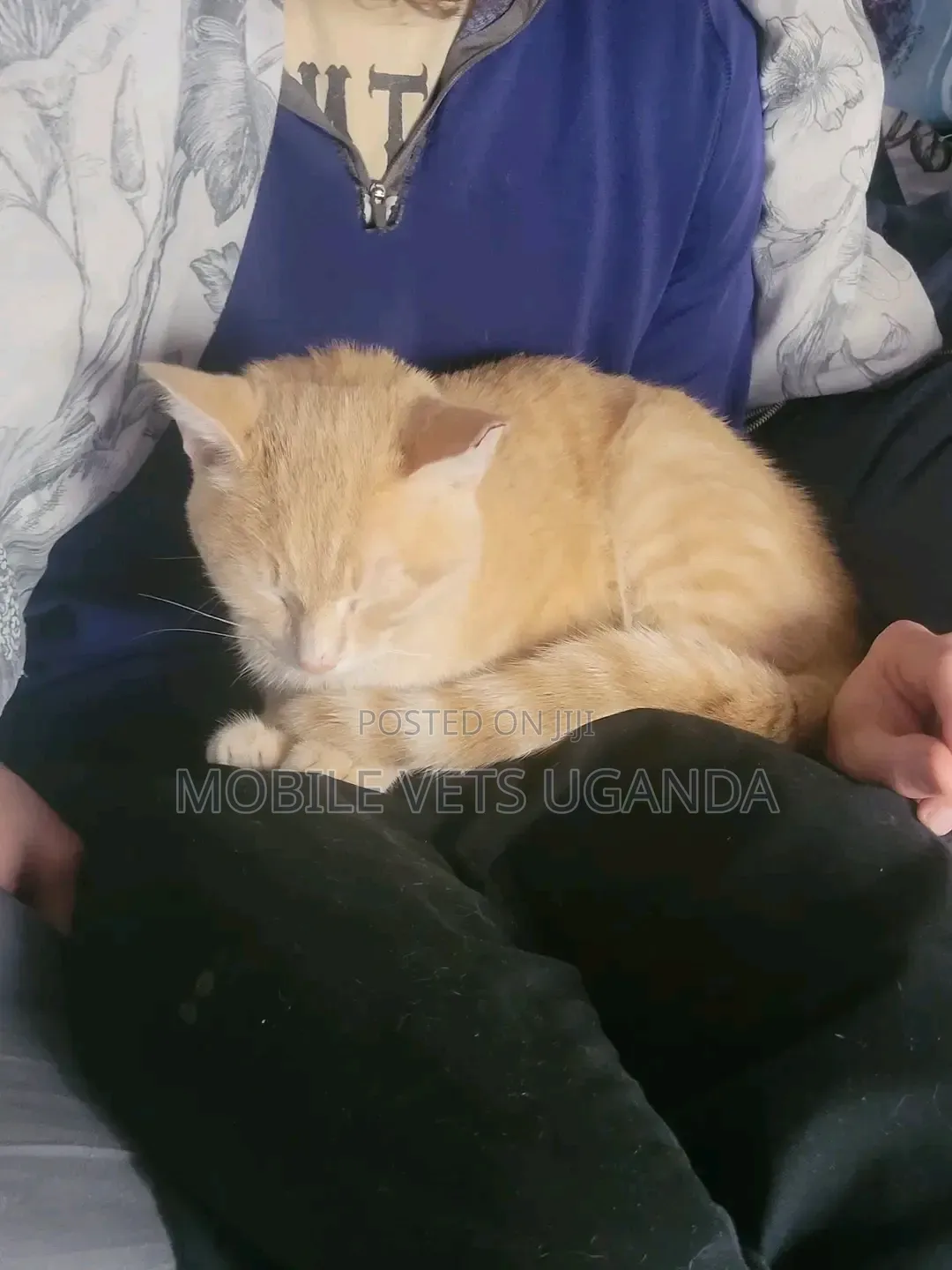 0-1 month Female Purebred Tabby