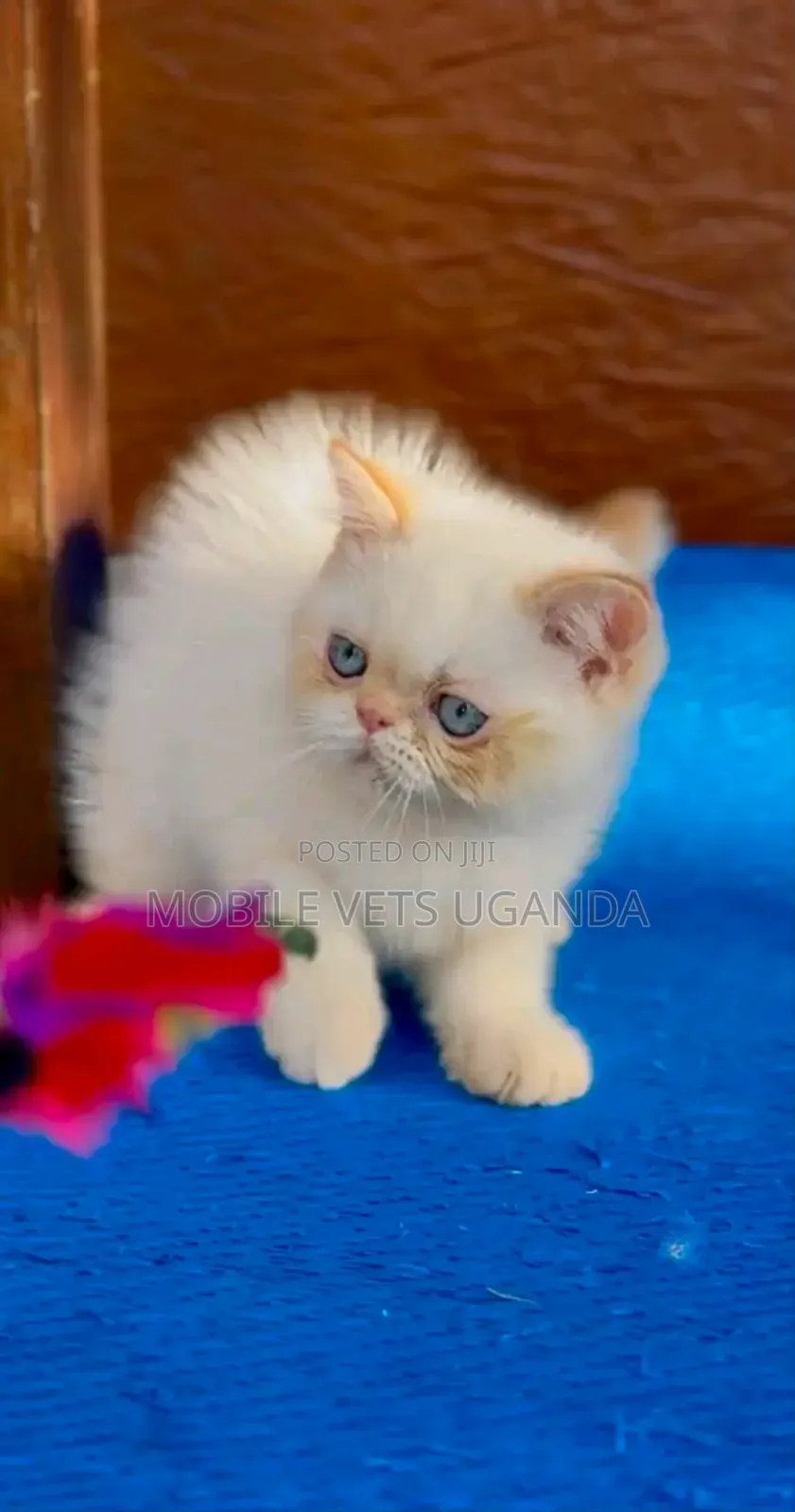 1-3 months Female Purebred Persian