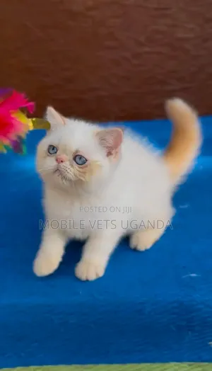 1-3 months Female Purebred Persian