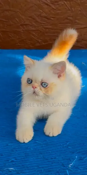 1-3 months Male Purebred Persian