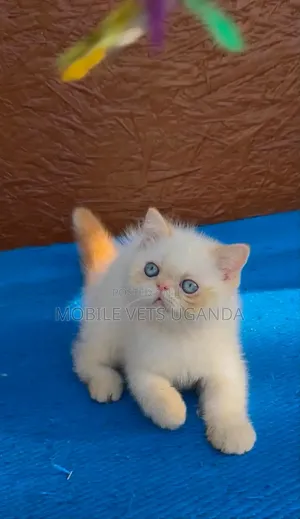 1-3 months Female Purebred Persian