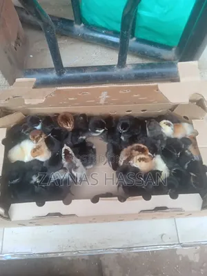 Zaytex Local Poultry Breeders Farm