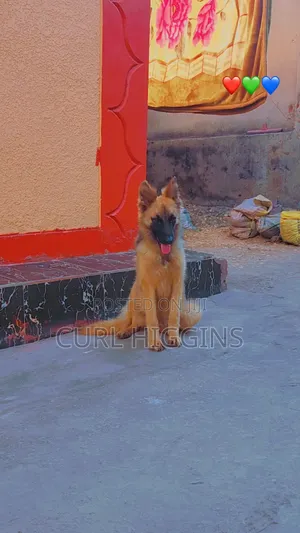 3-6 months Female Purebred German Shepherd