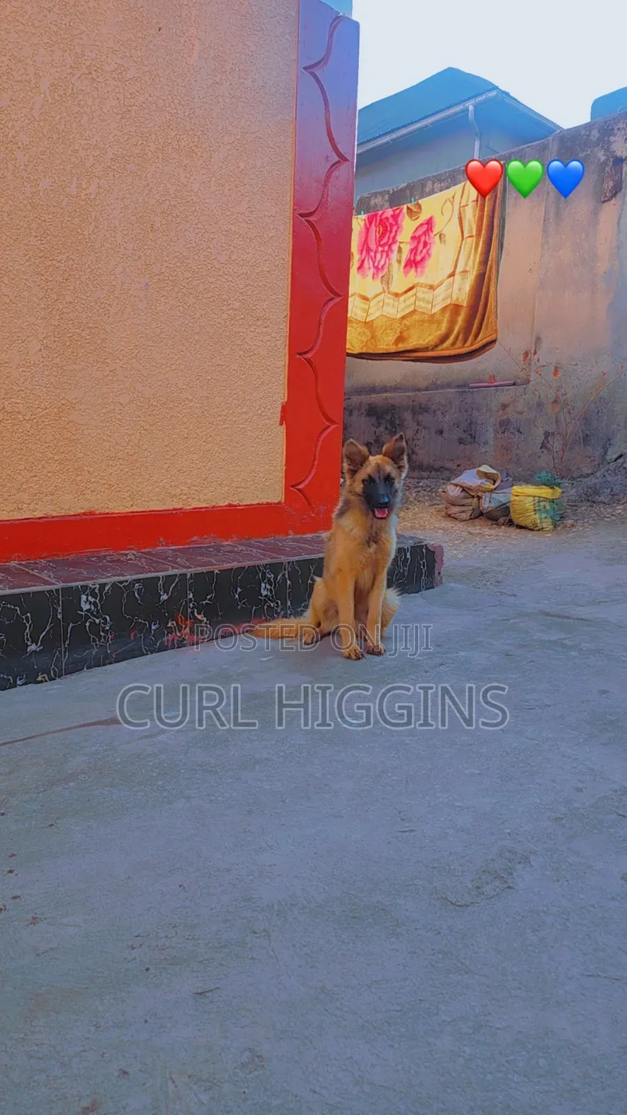 3-6 months Female Purebred German Shepherd