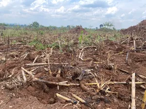 100 Acres for Sale in Kakooge- Nakasongola