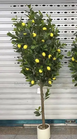 Artificial Plants for Living Room Decoration Uganda