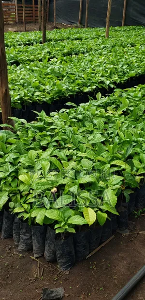 Coffee Seedlings