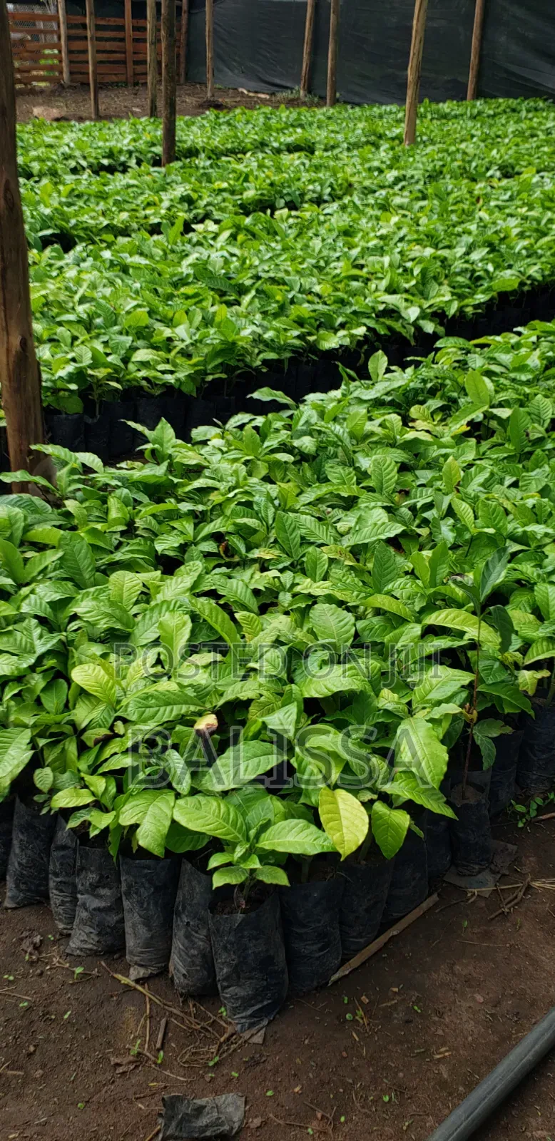Coffee Seedlings