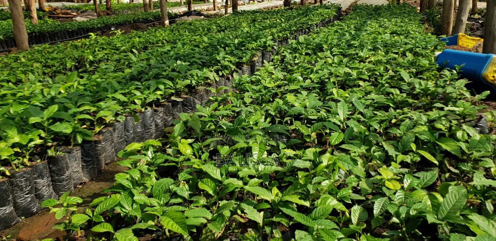 Coffee Seedlings