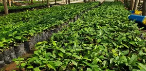 Coffee Seedlings