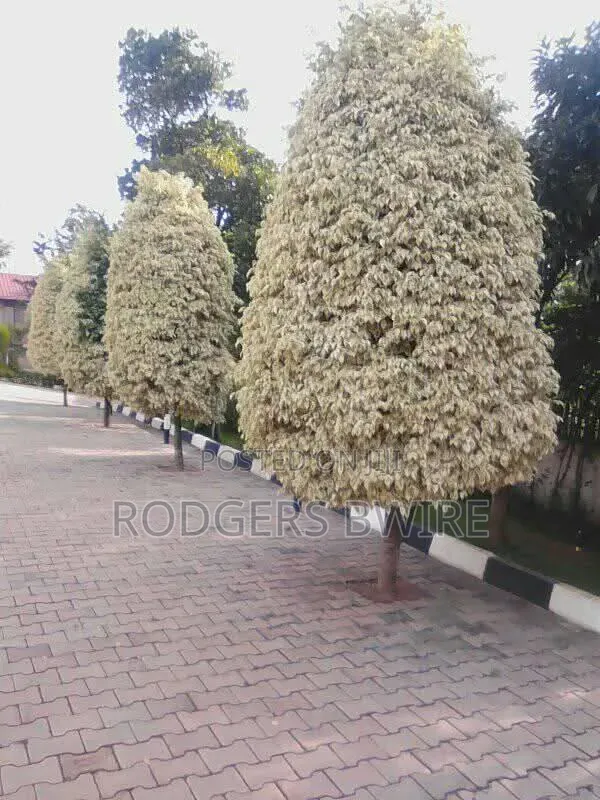 Compound Designing,landscaping and Artwork This Beautifies Thecompound
