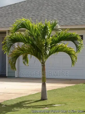 Compound Designing,landscaping and Artwork This Beautifies Thecompound