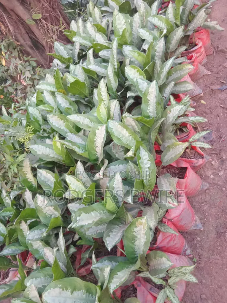 Compound Designing,landscaping and Artwork This Beautifies Thecompound