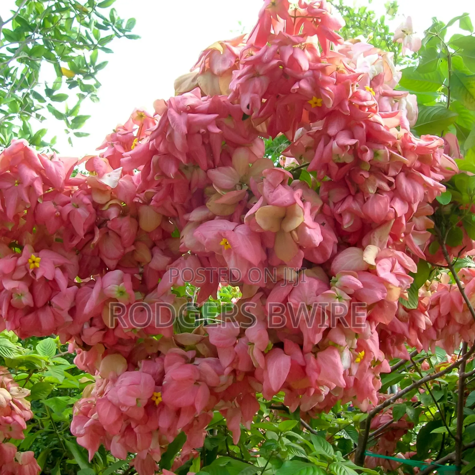 Compound Designing,landscaping and Artwork This Beautifies Thecompound