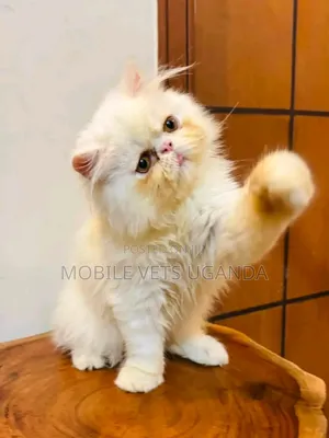 1-3 months Male Purebred American Bobtail