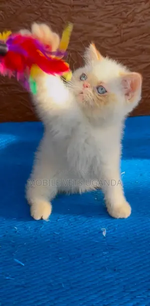 3-6 months Male Purebred Persian