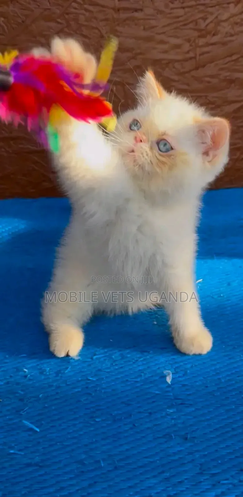 3-6 months Male Purebred Persian