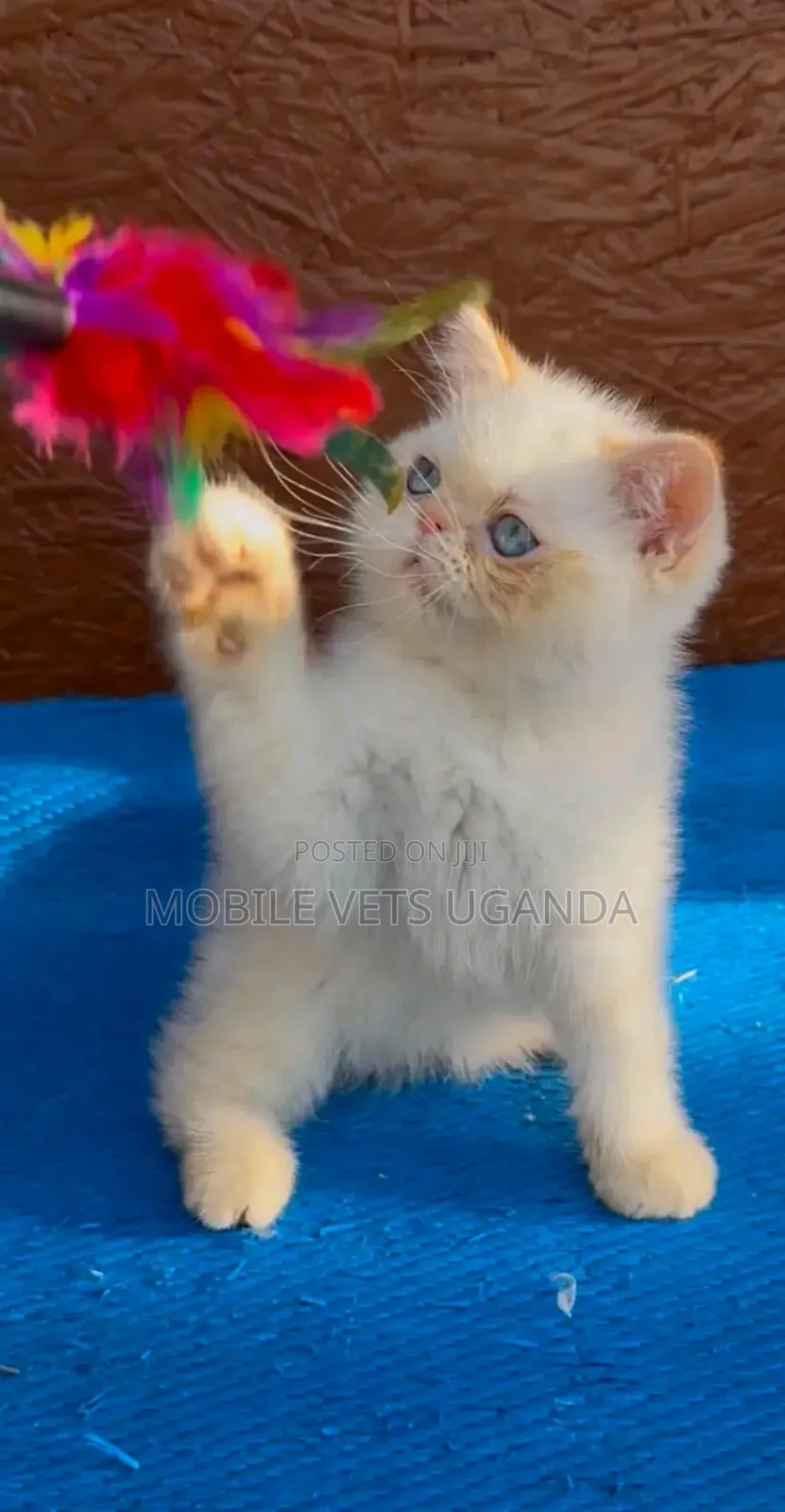 1-3 months Female Purebred Persian
