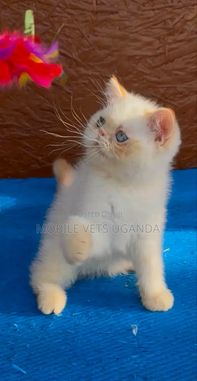 0-1 month Female Purebred Persian