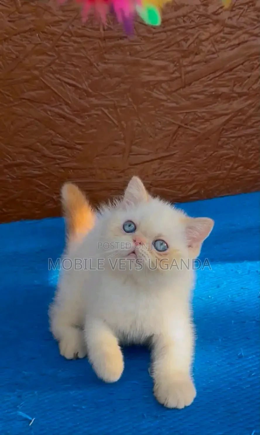 1-3 months Male Purebred Persian