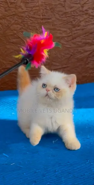 1-3 months Female Purebred Persian