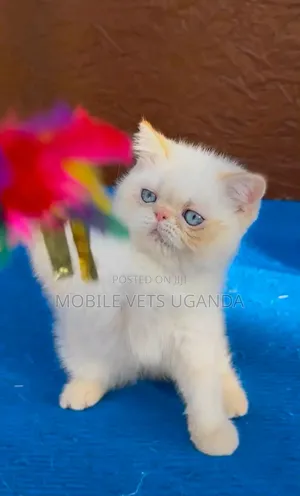 3-6 months Male Purebred Persian