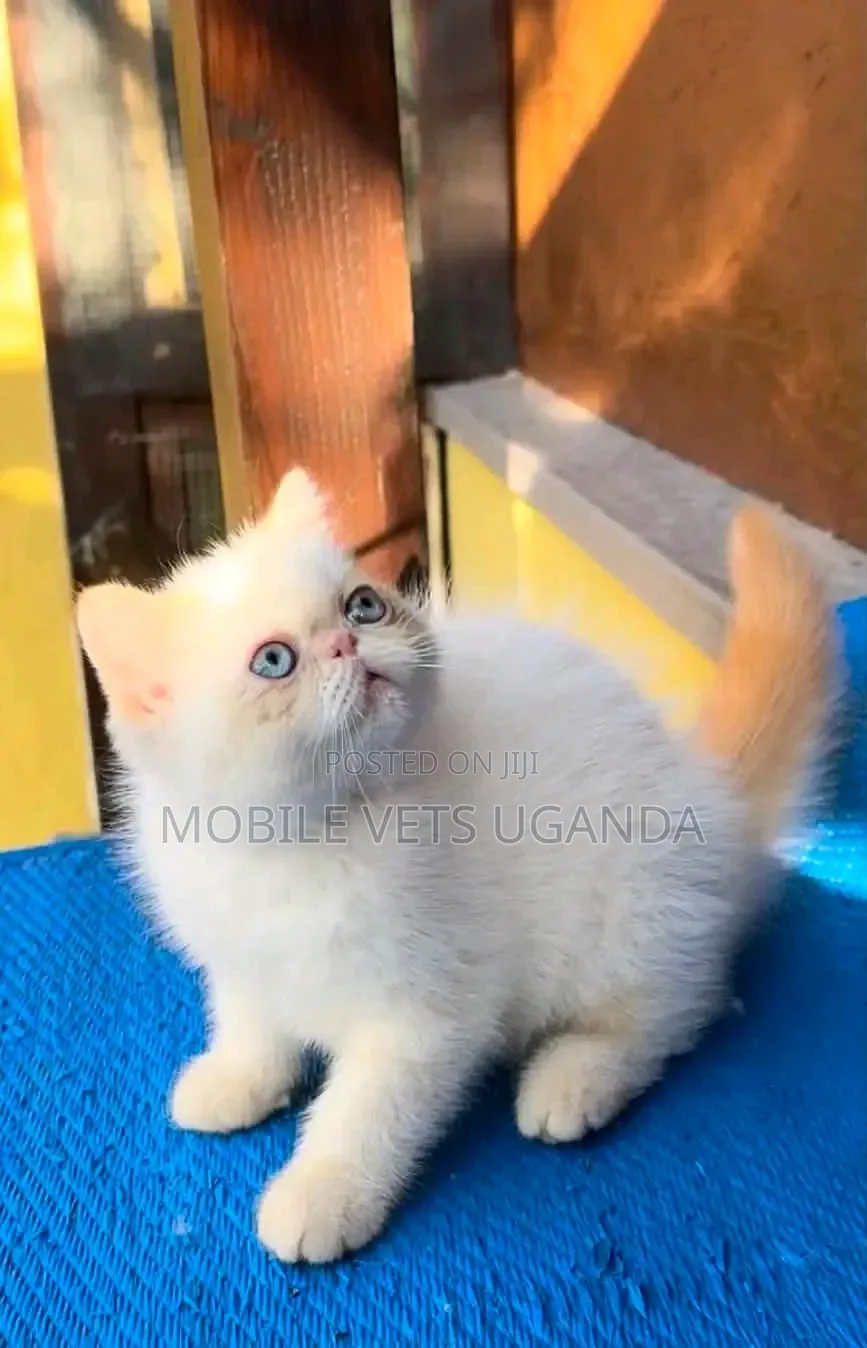 1-3 months Male Purebred Persian