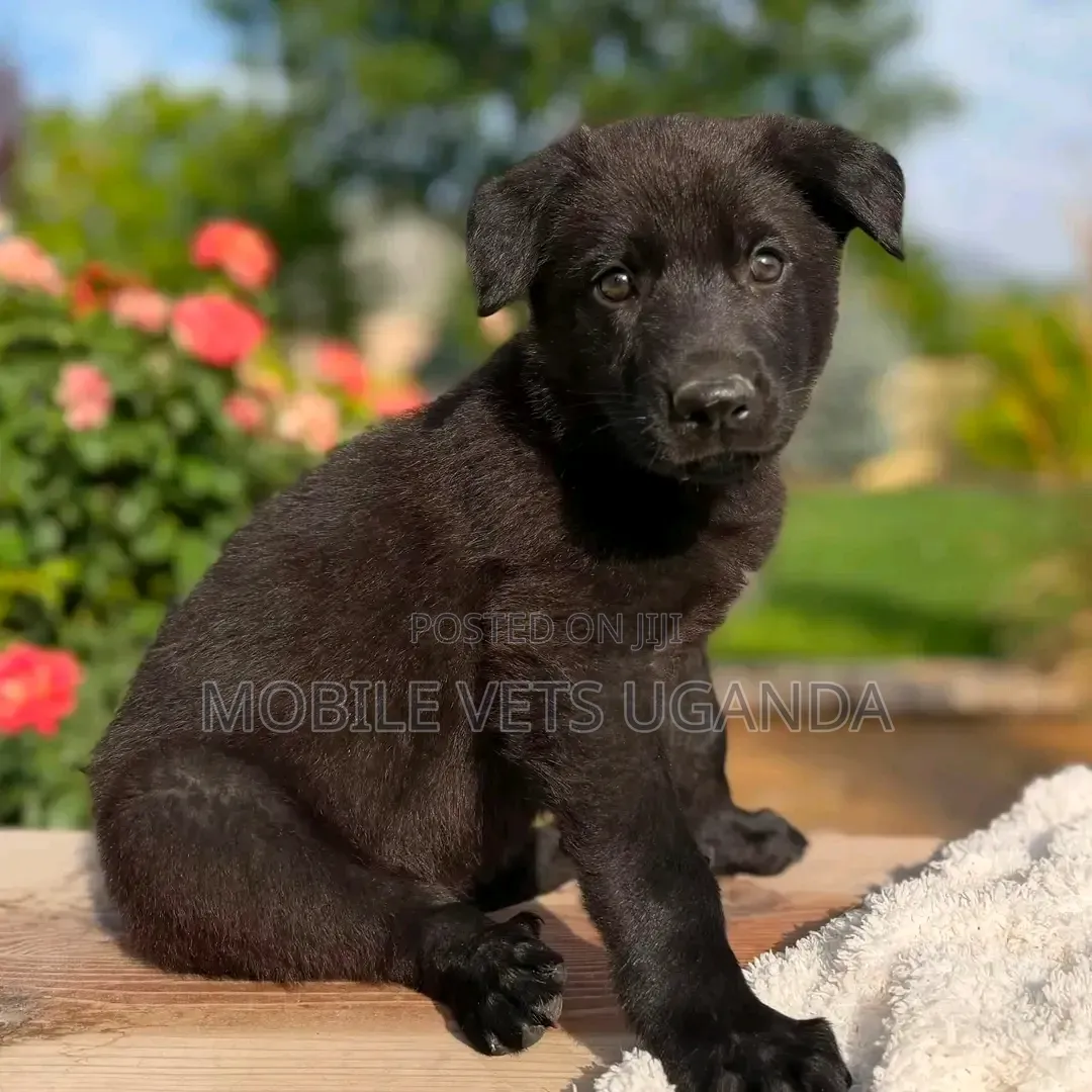 1-3 months Male Purebred German Shepherd