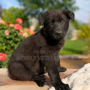 1-3 months Male Purebred German Shepherd
