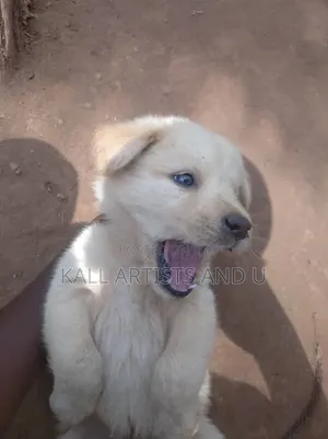 0-1 month Male Mixed Breed Australian Terrier