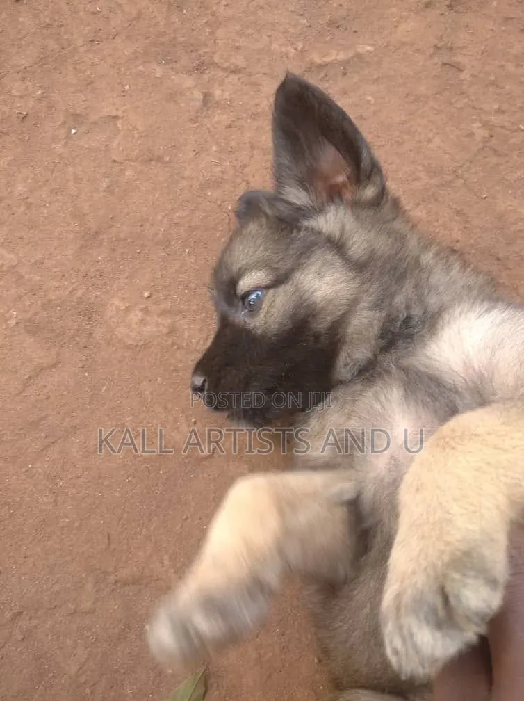 0-1 month Male Mixed Breed Australian Terrier