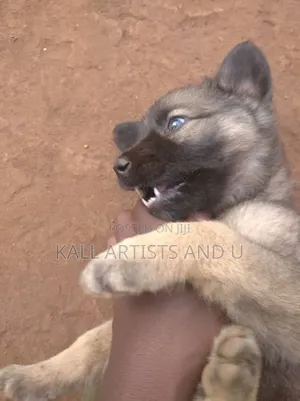 0-1 month Male Mixed Breed Australian Terrier