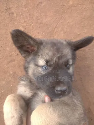 0-1 month Male Mixed Breed Australian Terrier