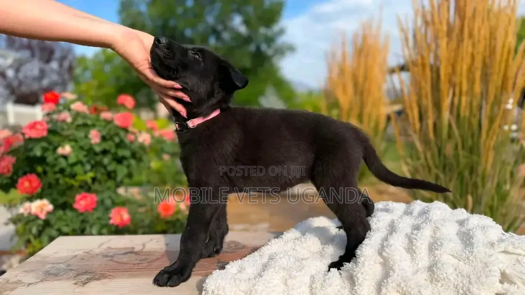 0-1 month Male Purebred German Shepherd