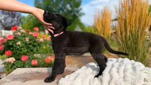 0-1 month Male Purebred German Shepherd
