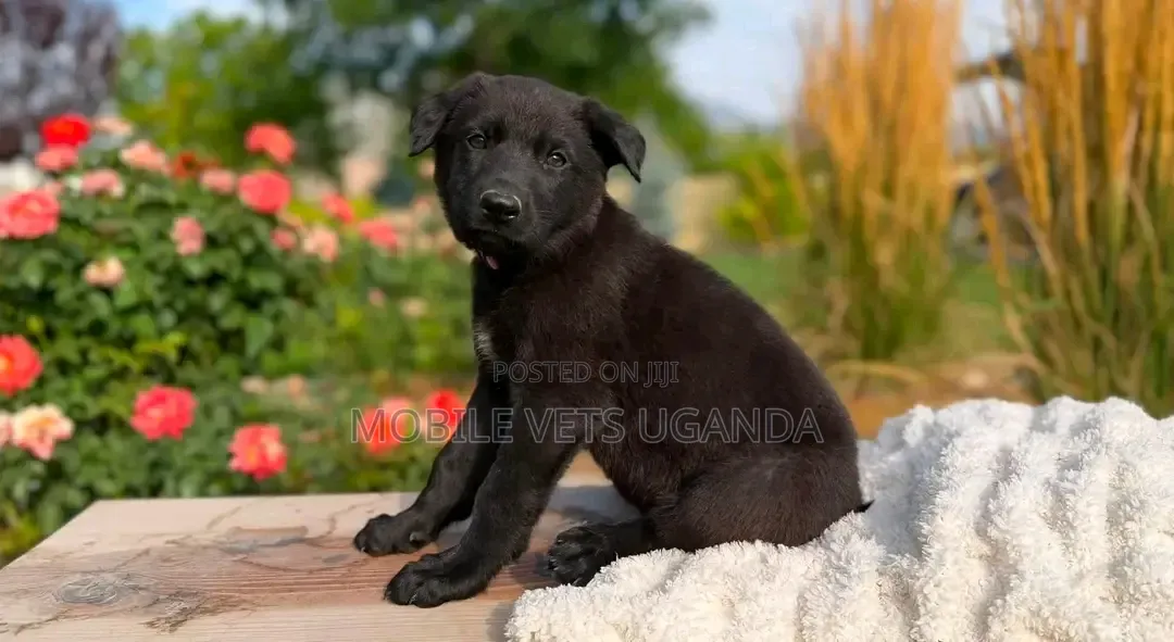 3-6 months Female Purebred German Shepherd