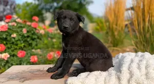 3-6 months Female Purebred German Shepherd