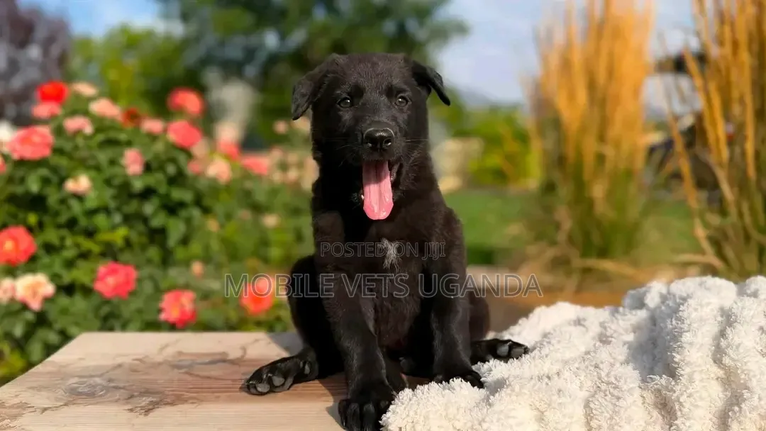 1-3 months Female Purebred German Shepherd