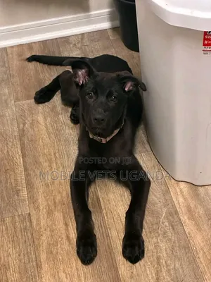 1-3 months Male Purebred German Shepherd