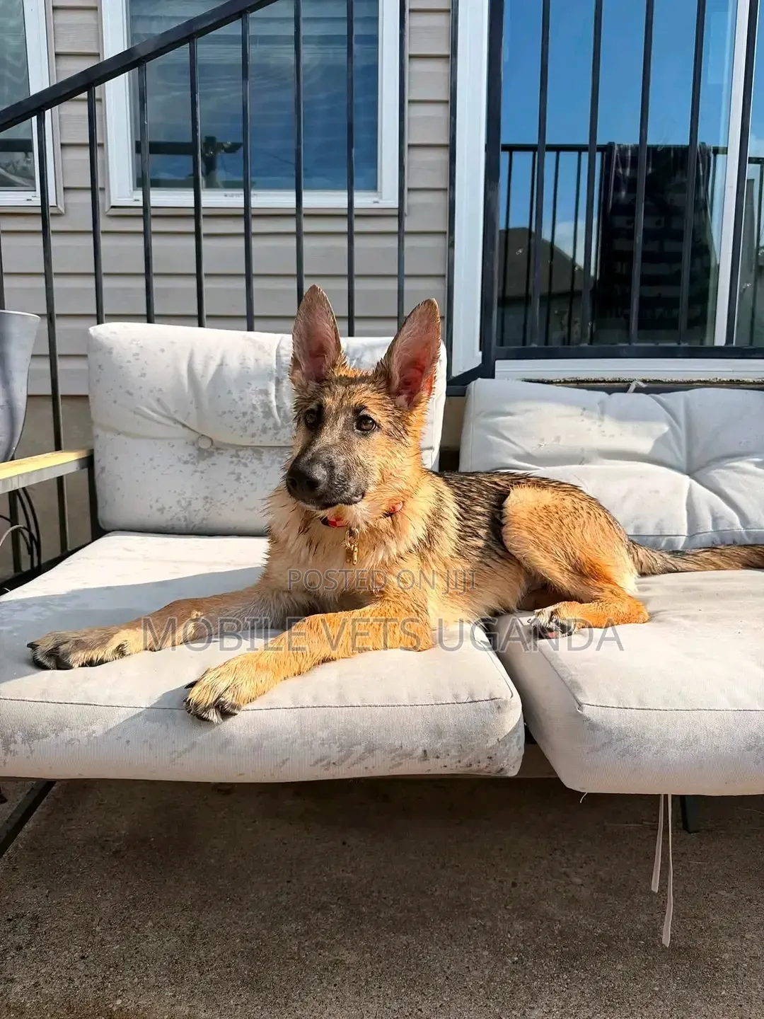 6-12 months Male Purebred German Shepherd