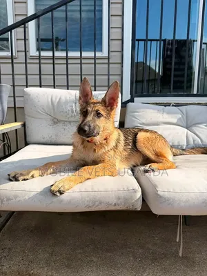 6-12 months Male Purebred German Shepherd