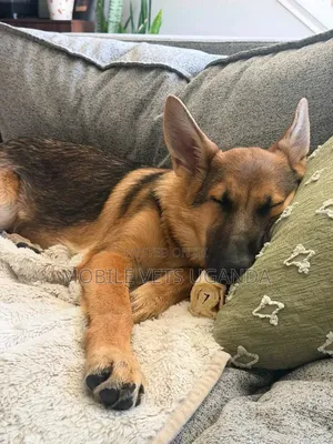 1-3 months Male Purebred German Shepherd